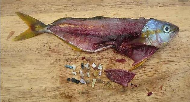 震驚！首次確認：人體已被微塑料污染！